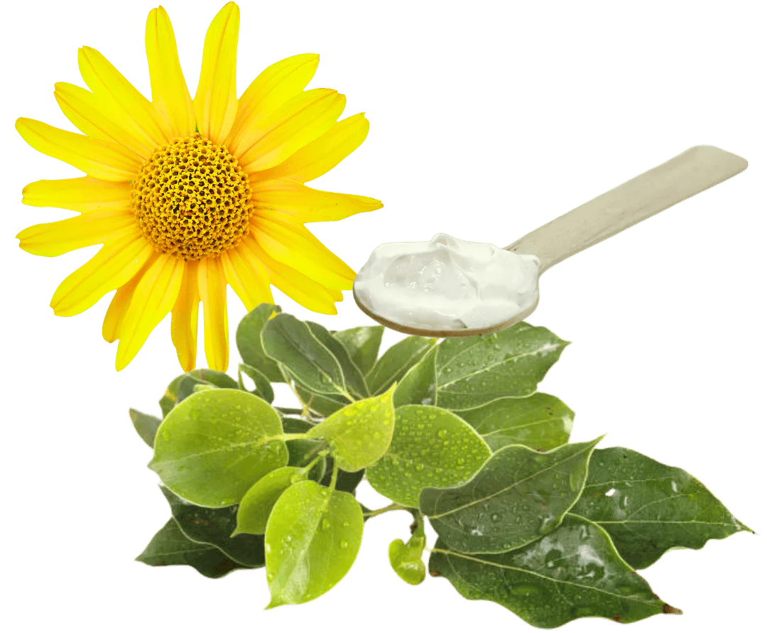 Ingredientes de la fórmula orgánica 3X